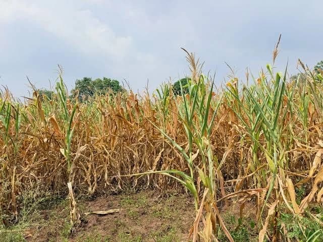 सातबारा संकेतस्थळ बंद; पंचनाम्याच्या प्रक्रियेत शेतकरी अडचणीत